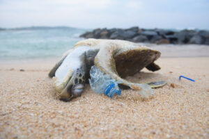 Tote Meeresschildkroete durch Mikroplastik Verschmutzung der Meere